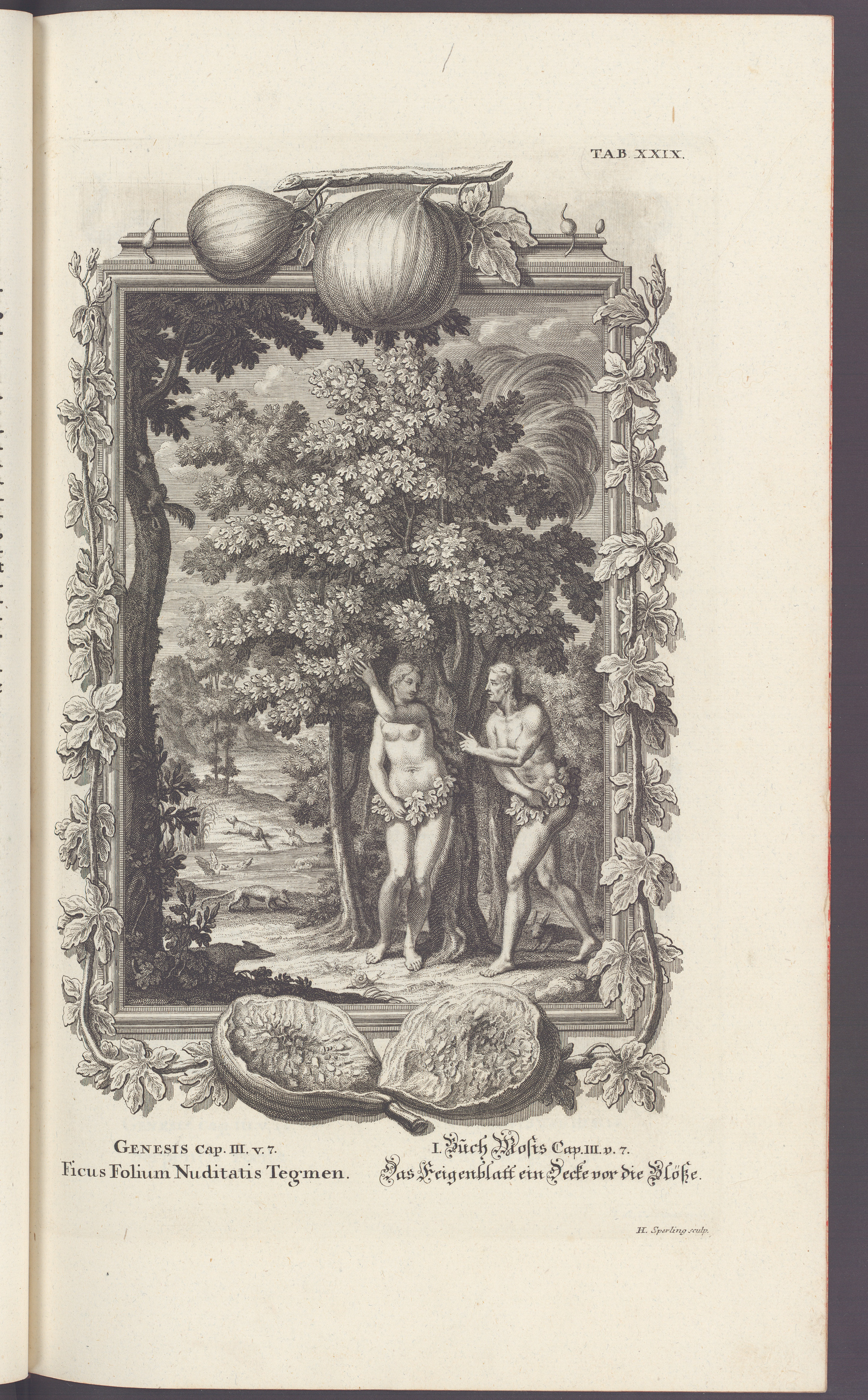 Figure 1. H. Sperling, Genesis, cap. III, v.7, Ficus Folium Nuditatis Tegmen, 1732-1735