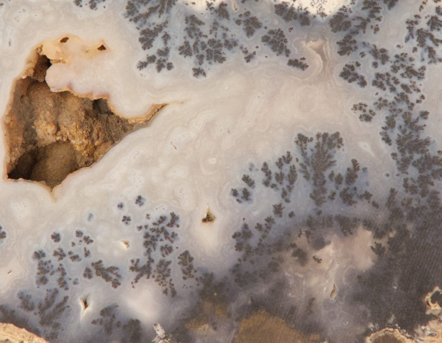 Figure 5. MHNF.G 31164, Dendrite agate (Wyoming, USA), Musée d’histoire naturelle Fribourg